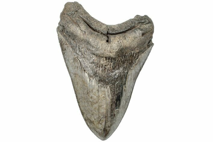 Serrated, 4.91" Fossil Megalodon Tooth - South Carolina